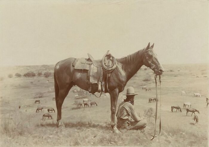 Vintage cowboy sitting on the ground beside his saddled horse in a vast open plain with grazing horses in this vintage cowboy photograph.