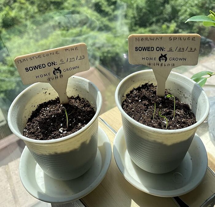 Two seedling kits in white cups on a windowsill, showcasing crafting kits as a creative alternative to doomscrolling.