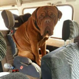 lankyscotsman avatar