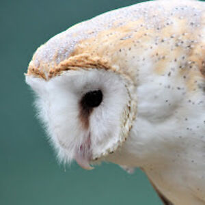 constancearnold avatar