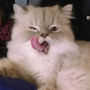 marthavillagomez avatar