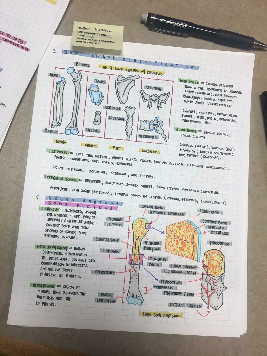 Handwritten anatomy notes on bone shapes and classifications with colorful highlights showcasing perfect handwriting examples.