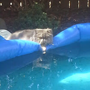 crumblingcookie avatar