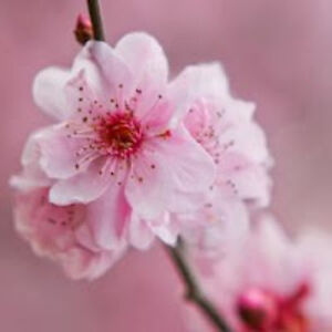 syedaayeshaabidali avatar