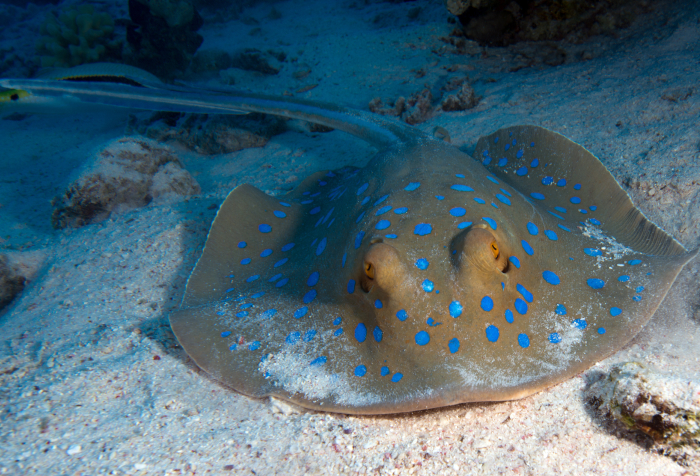 Blue-spotted stingray resting on sandy ocean floor, one of the animals that start with E in marine habitats. Blue-spotted stingray resting on sandy ocean floor, one of the animals that start with E in marine habitats.