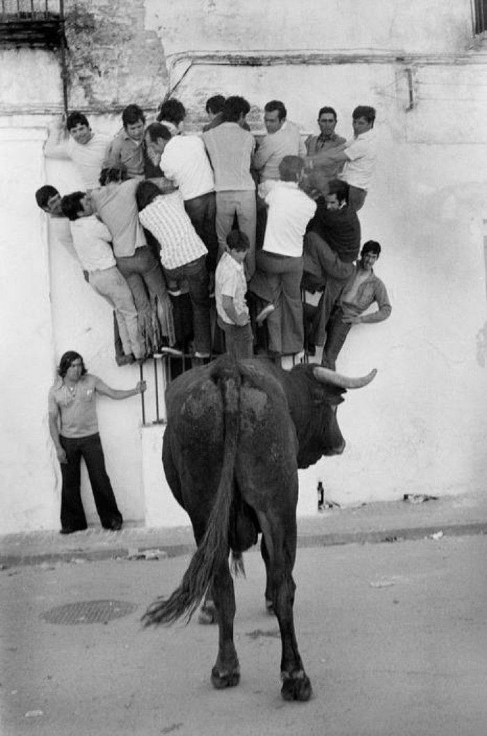 Black and white historical photo showing people climbing a wall to escape a bull in a street scene from history.
