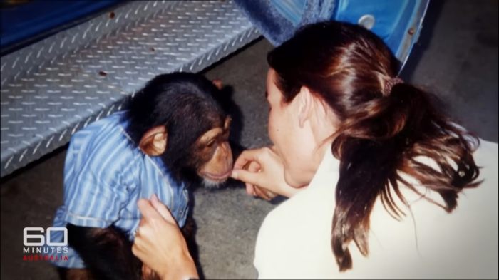 Woman interacting with chimpanzee before attack that led to face transplant, revealing appearance 16 years later. Woman interacting with chimpanzee before attack that led to face transplant, revealing appearance 16 years later.