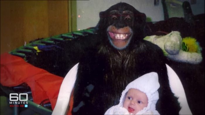 Chimpanzee with a baby, related to woman whose face was torn apart by chimpanzee and face transplant story. Chimpanzee with a baby, related to woman whose face was torn apart by chimpanzee and face transplant story.