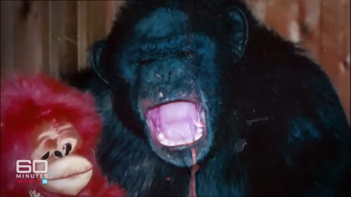 Chimpanzee shown in close-up with mouth open, related to woman whose face was torn apart by chimpanzee case. Chimpanzee shown in close-up with mouth open, related to woman whose face was torn apart by chimpanzee case.