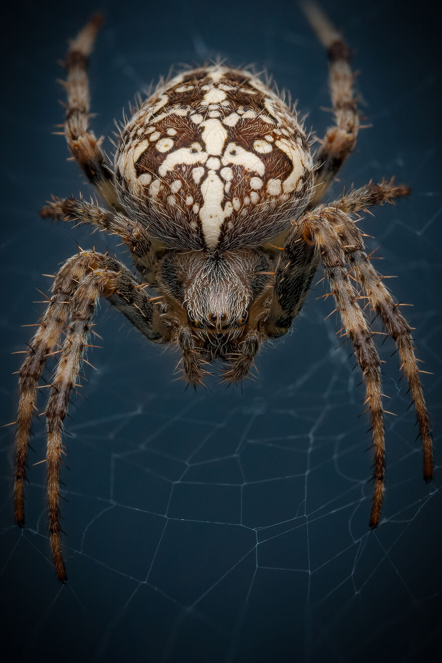 What If Bugs Had Personality? Rory J Lewis Thinks They Do—and Has The Photos To Prove It!