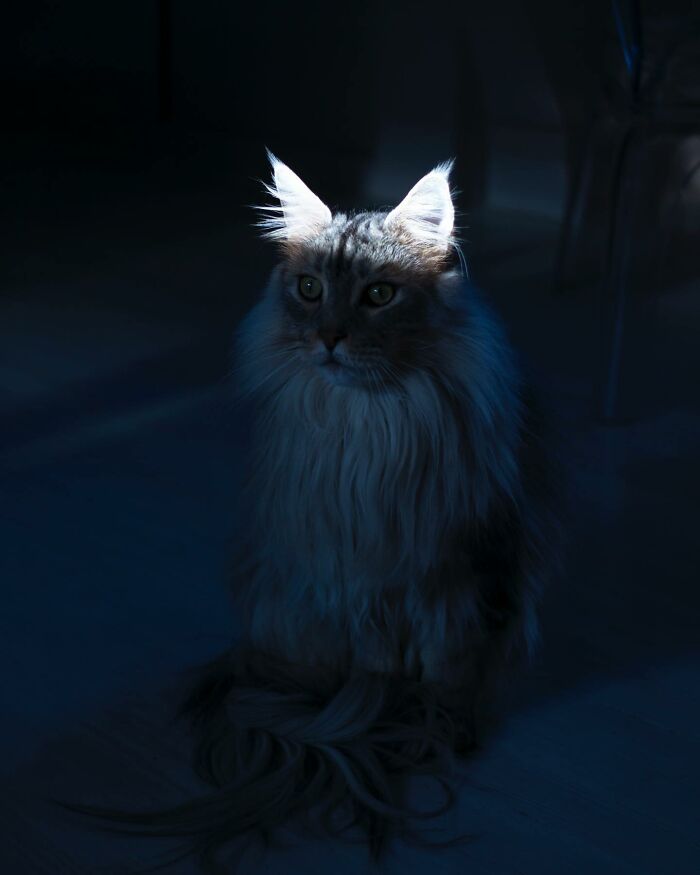 Long-haired cat illuminated by soft light in a dark room, capturing a magical coincidence in street photography style.