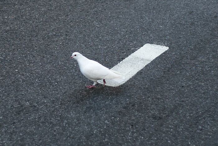 White pigeon walking on asphalt where road markings create the illusion of a bird shadow in this street photographer's coincidence shot.