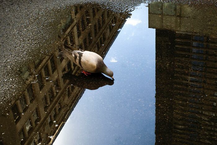 Pigeon drinking from a city puddle reflecting buildings, capturing a magical street photography coincidence.
