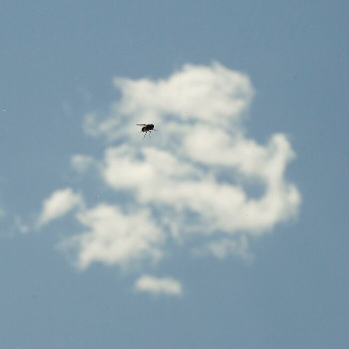 Fly captured midair with blurred white clouds in the background, showcasing a magical street photography coincidence.