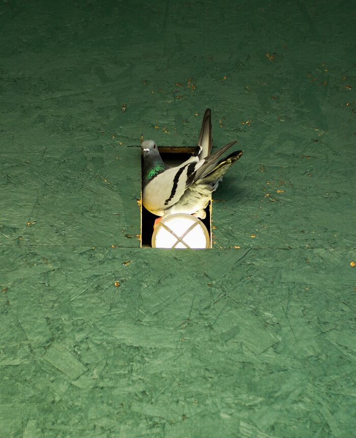 Pigeon perched in a small city wall opening with light, a street photographer capturing magical city life coincidence.