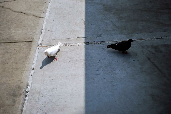 Two pigeons, one white and one black, standing on city pavement divided by light and shadow in street photography.
