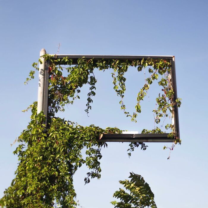 Street photographer captures magical city life with green vines growing on an empty rectangular metal frame against clear sky.
