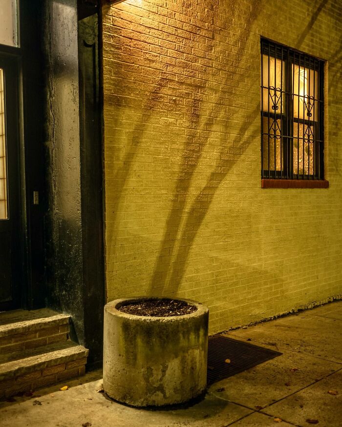 Shadow of a tree cast on a city wall at night, showcasing magical coincidences in street photography.
