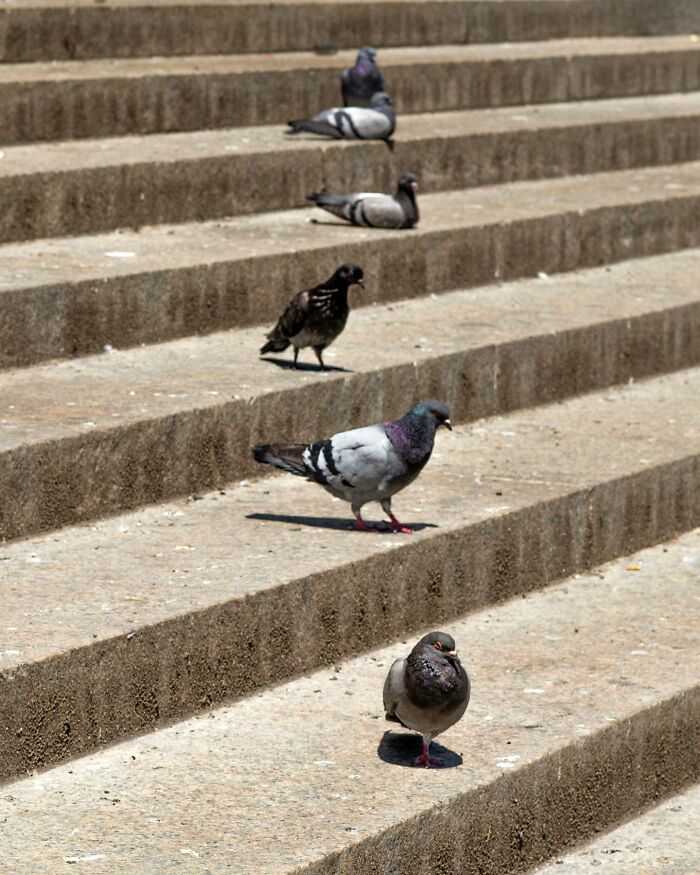 Pigeons walking on city steps, capturing a street photography moment that highlights urban coincidences.