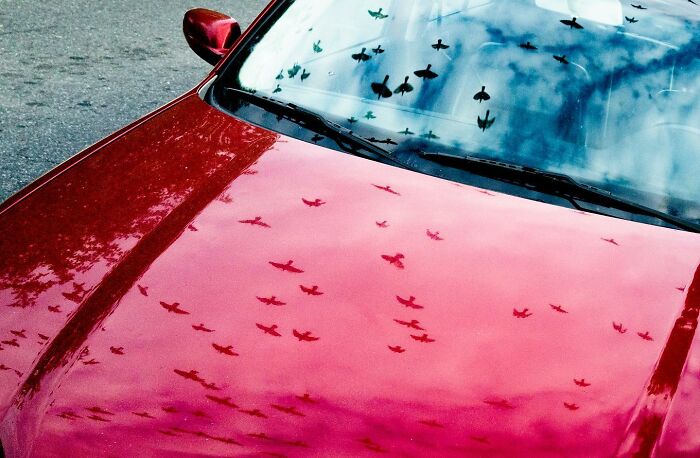Reflection of birds flying captured on the shiny red car hood in a street photographer’s magical city life moment.