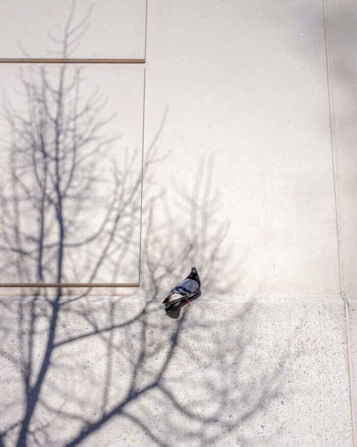 Pigeon perched on a wall with tree shadows creating a magical city life coincidence in street photography.
