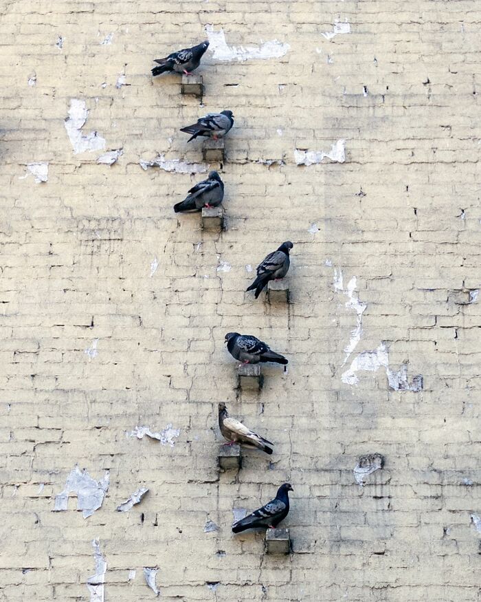 Pigeons perched in a vertical line on small ledges of a weathered urban wall, capturing street photographer coincidences.