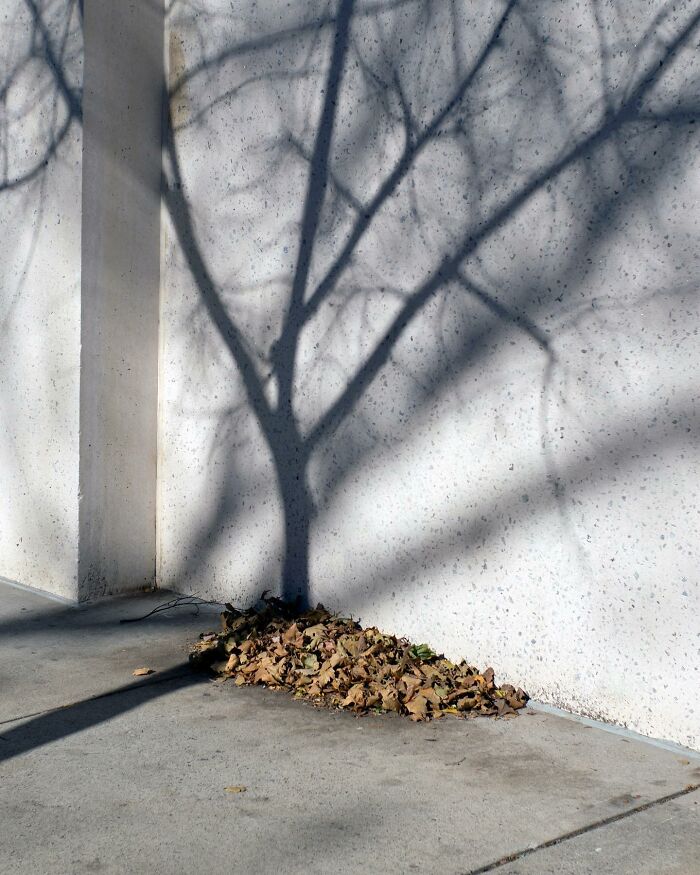Shadow of a tree creating an artistic coincidence with fallen leaves on the sidewalk in a magical street photography scene.