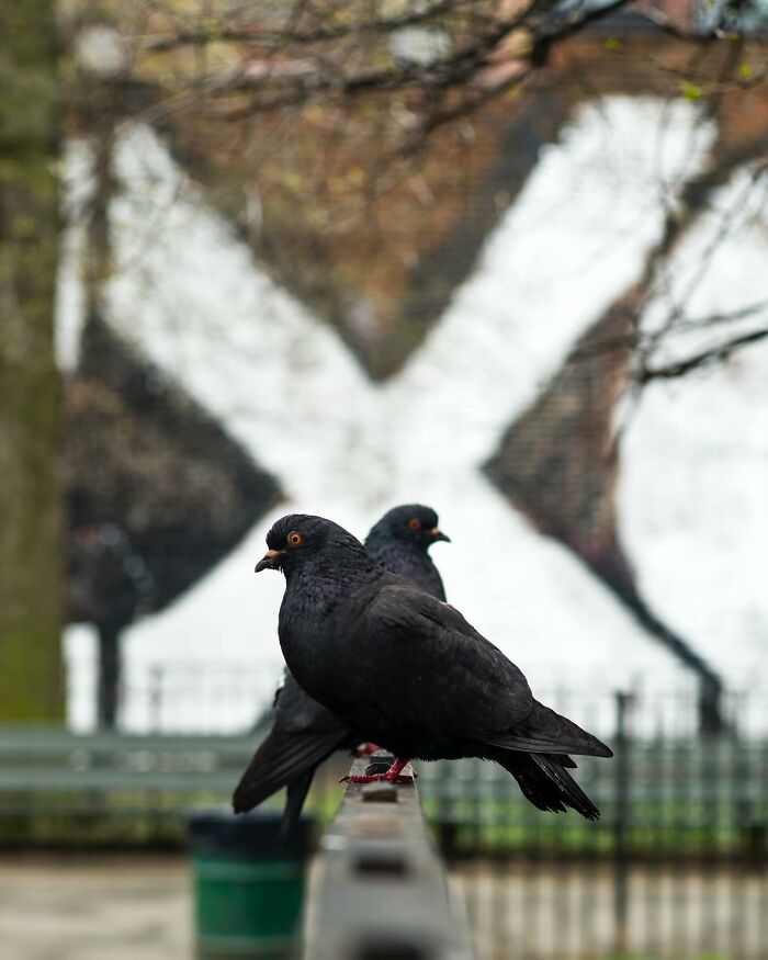 Two black pigeons perched on a railing in a city park with a mural in the background, captured by street photographer.