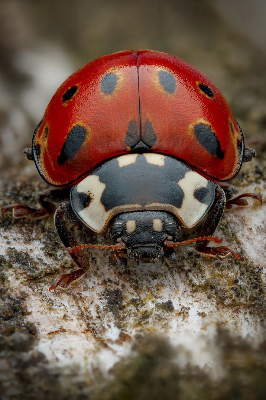 What If Bugs Had Personality? Rory J Lewis Thinks They Do—and Has The Photos To Prove It!