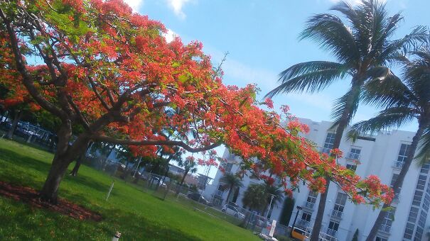 FlameTreeMiamiB-684bd04d63f7f.jpg