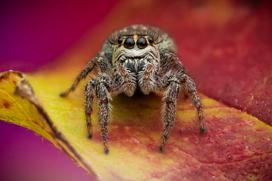 What If Bugs Had Personality? Rory J Lewis Thinks They Do—and Has The Photos To Prove It! What If Bugs Had Personality? Rory J Lewis Thinks They Do—and Has The Photos To Prove It!