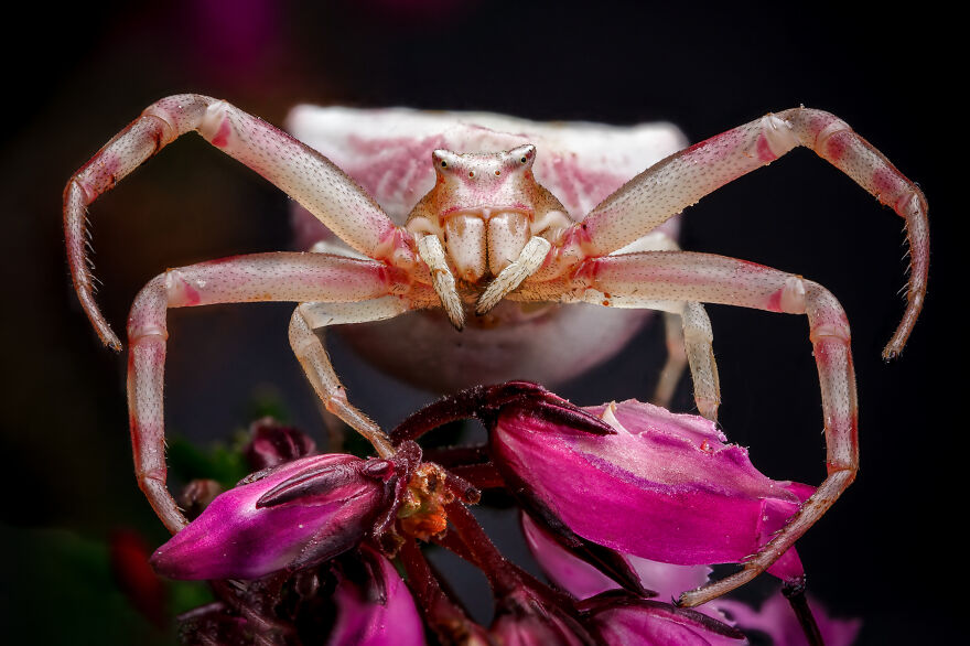 What If Bugs Had Personality? Rory J Lewis Thinks They Do—and Has The Photos To Prove It!