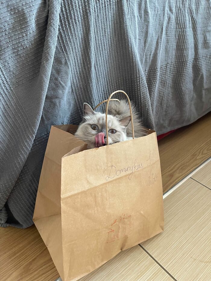 Cat sitting inside a paper bag, licking its nose, showing a silly spot pets claim as their throne.