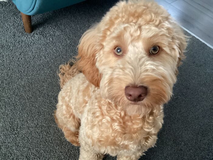 My Dog U Can Use Her If You Don’t Have A Pet ;) :)