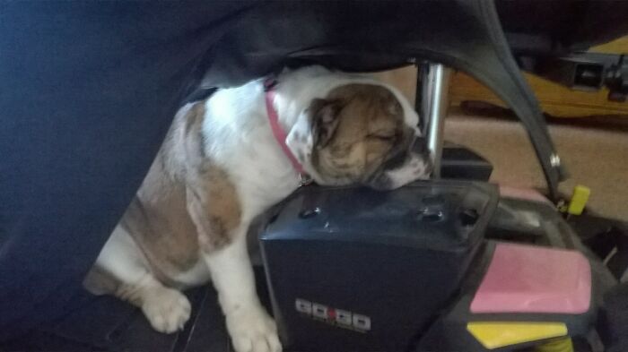 My Bulldog, As A Puppy, Claimed Mobility Scooter As Her Own Personal Chariot And Often Fell Asleep On The Battery