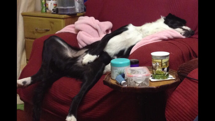 i Walked Into The Dining Room To Find My Boy Shilo Sound Asleep And Snoring But Still Trying To Hide His Privates Like A True Gentleman