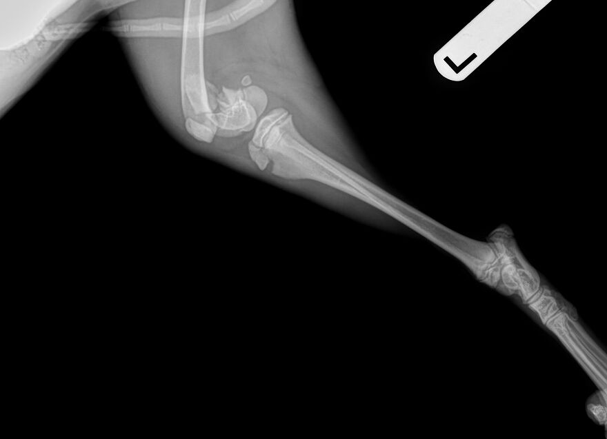 This 5-Month-Old Puppy Needs Her Leg Amputated After A Tragic Accident - Her Family Can’t Afford The Surgery, But They Refuse To Give Up On Her This 5-Month-Old Puppy Needs Her Leg Amputated After A Tragic Accident - Her Family Can’t Afford The Surgery, But They Refuse To Give Up On Her