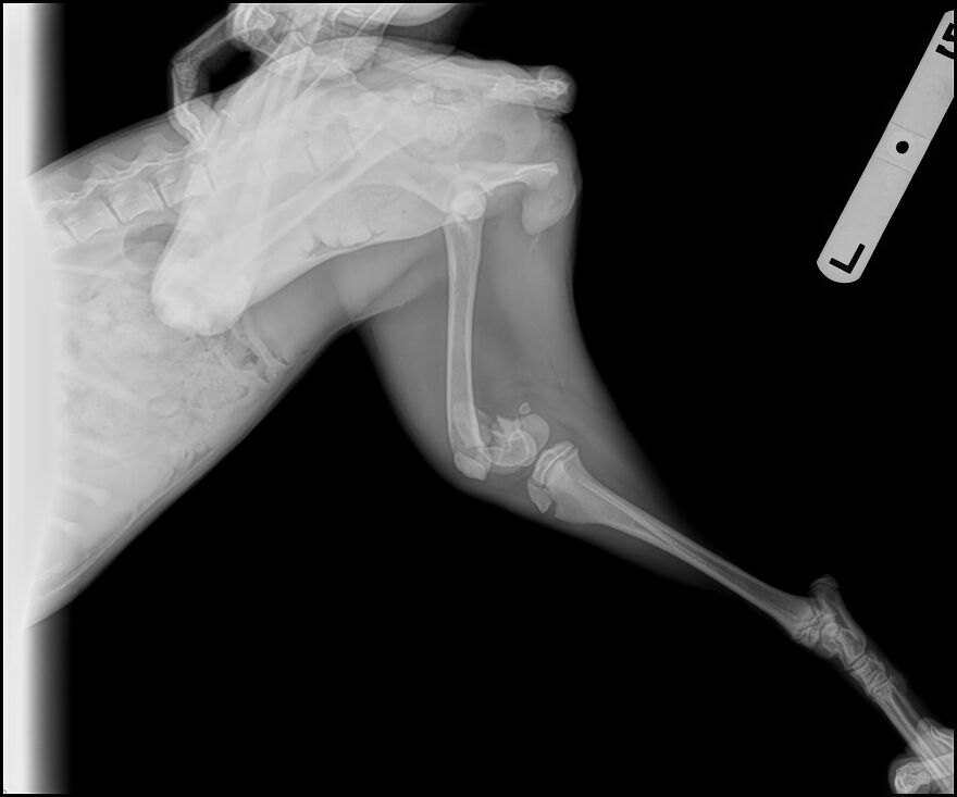 This 5-Month-Old Puppy Needs Her Leg Amputated After A Tragic Accident - Her Family Can’t Afford The Surgery, But They Refuse To Give Up On Her This 5-Month-Old Puppy Needs Her Leg Amputated After A Tragic Accident - Her Family Can’t Afford The Surgery, But They Refuse To Give Up On Her