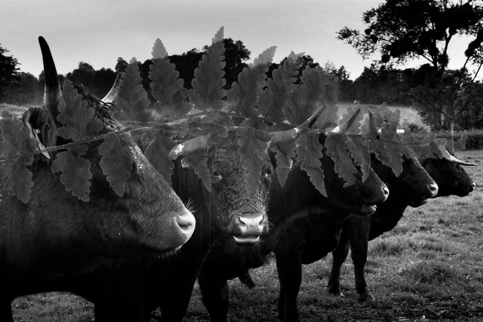 Black and white cinematic photo of bulls in a field with fern leaves overlay, offering a unique everyday life perspective.