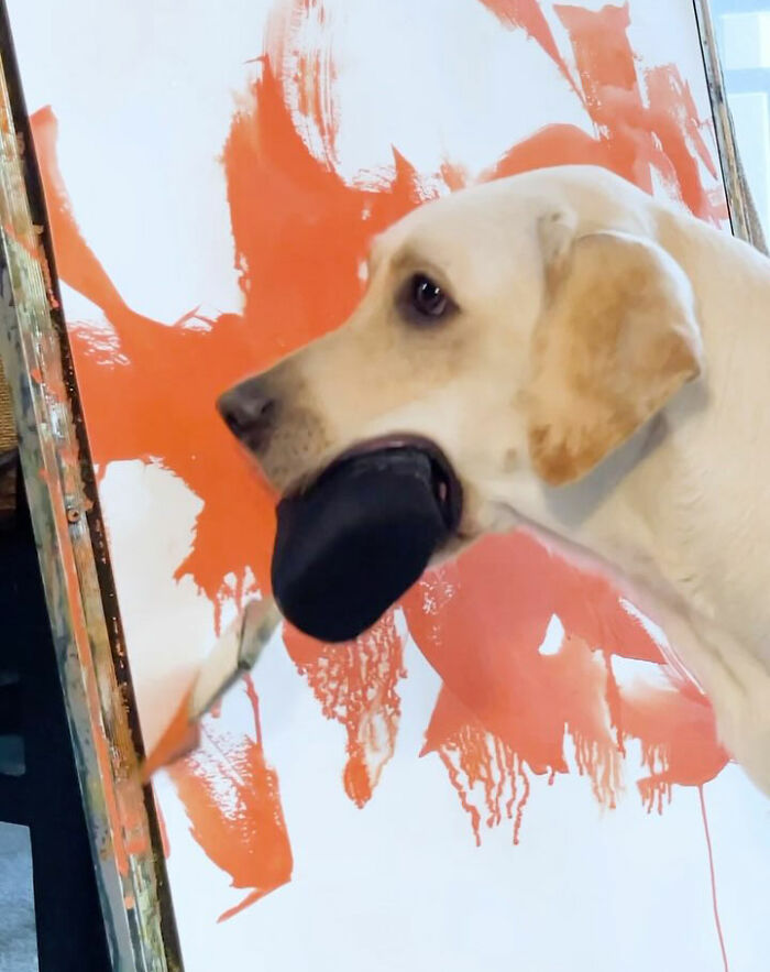 Rescue Labrador painting with mouth, creating vibrant orange artwork on a large canvas indoors. Rescue Labrador painting with mouth, creating vibrant orange artwork on a large canvas indoors.