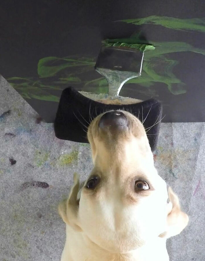Rescue Labrador painting with mouth using a brush with green paint, creating art on a black canvas. Rescue Labrador painting with mouth using a brush with green paint, creating art on a black canvas.
