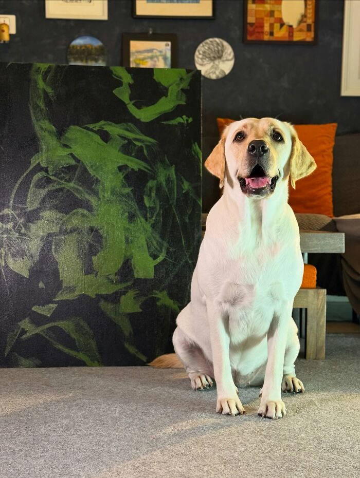 Rescue Labrador sitting indoors next to an abstract green painting, showcasing art created by painting with her mouth. Rescue Labrador sitting indoors next to an abstract green painting, showcasing art created by painting with her mouth.