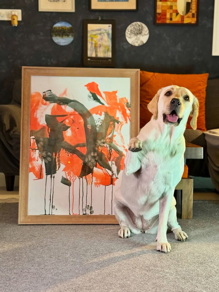 Rescue Labrador sitting beside a vibrant abstract painting created by painting with her mouth indoors. Rescue Labrador sitting beside a vibrant abstract painting created by painting with her mouth indoors.