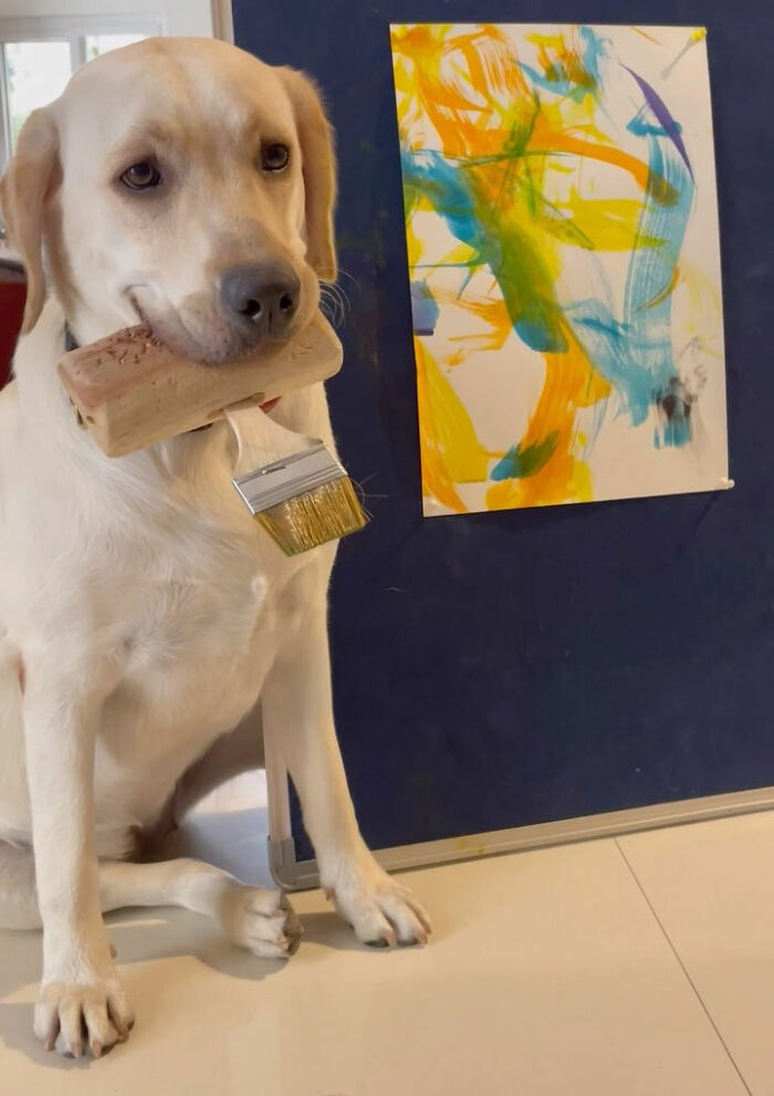 Rescue Labrador holding a paintbrush in mouth sitting near a colorful abstract painting on a dark blue board. Rescue Labrador holding a paintbrush in mouth sitting near a colorful abstract painting on a dark blue board.