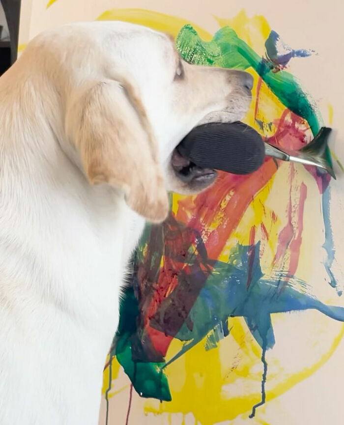 Labrador dog painting colorful abstract art using a brush held in her mouth on a canvas. Labrador dog painting colorful abstract art using a brush held in her mouth on a canvas.