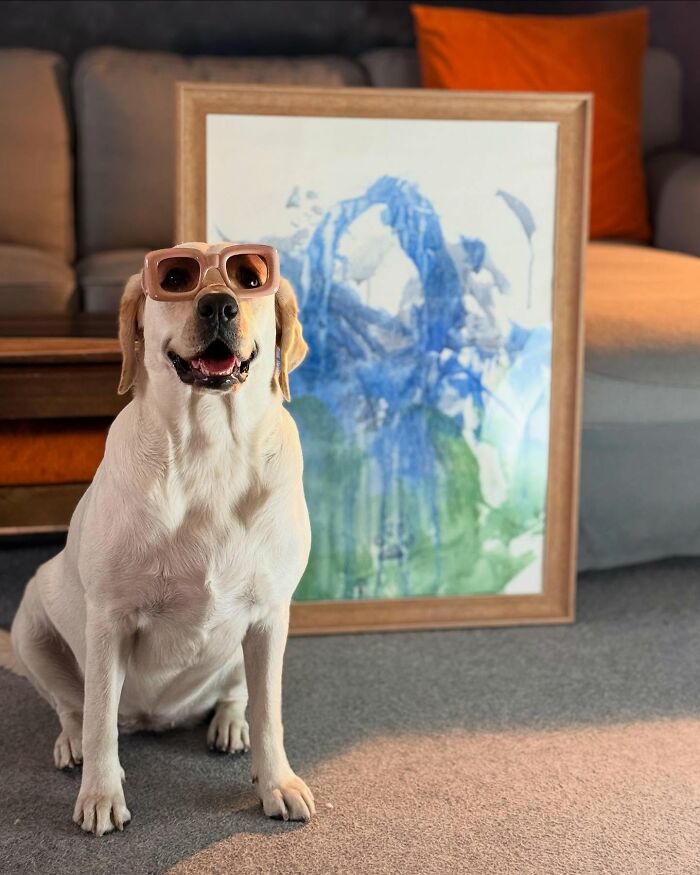 Rescue Labrador wearing sunglasses sitting in front of a framed painting created with her mouth at home. Rescue Labrador wearing sunglasses sitting in front of a framed painting created with her mouth at home.