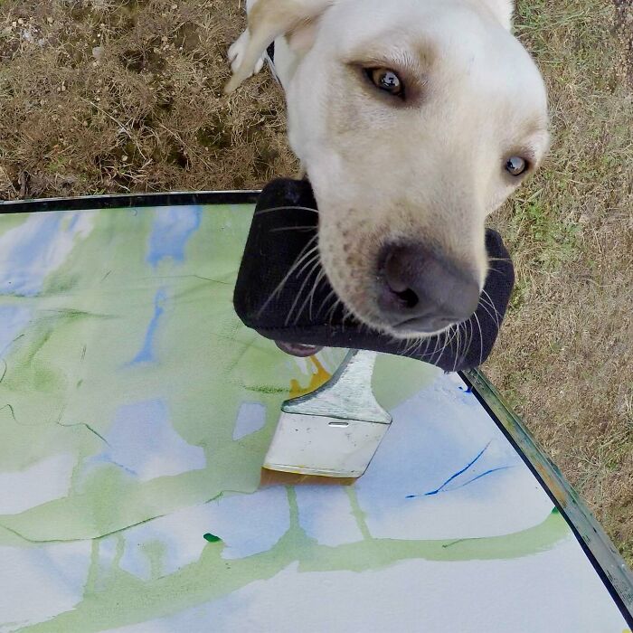Rescue Labrador painting with her mouth using a brush, creating colorful artwork outdoors on a canvas. Rescue Labrador painting with her mouth using a brush, creating colorful artwork outdoors on a canvas.