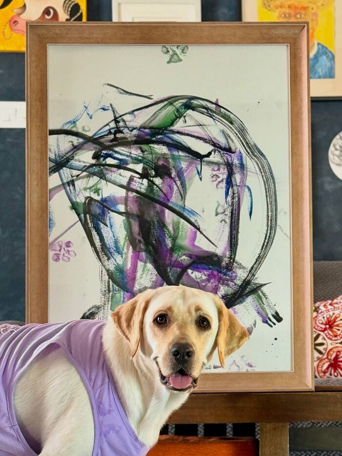 Labrador wearing a purple shirt posing in front of an abstract painting made with mouth painting by rescue dog Dali. Labrador wearing a purple shirt posing in front of an abstract painting made with mouth painting by rescue dog Dali.