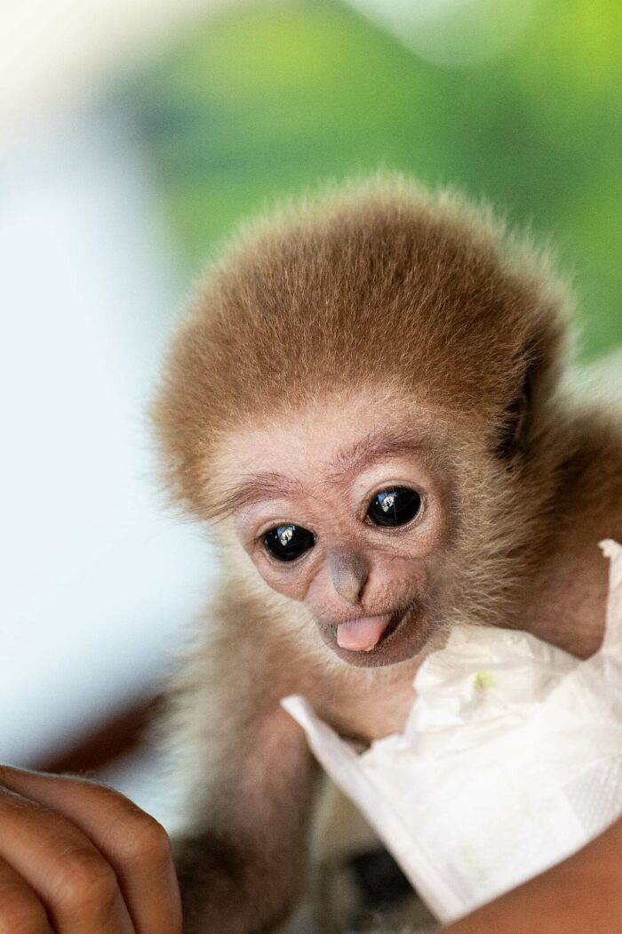 Meet Baby Gibbon Miki, Who Was Injured And Abandoned By His Mother