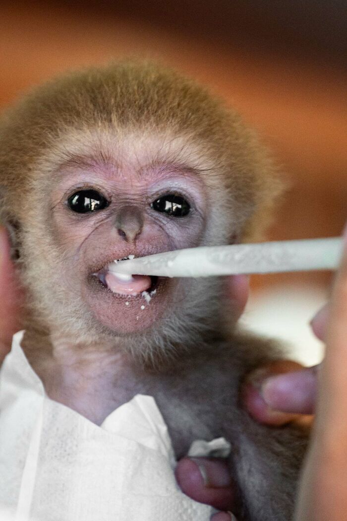 Meet Baby Gibbon Miki, Who Was Injured And Abandoned By His Mother